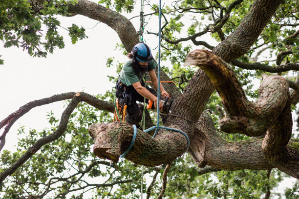 How Our Tree Care Process Works  in  Berlin, MD