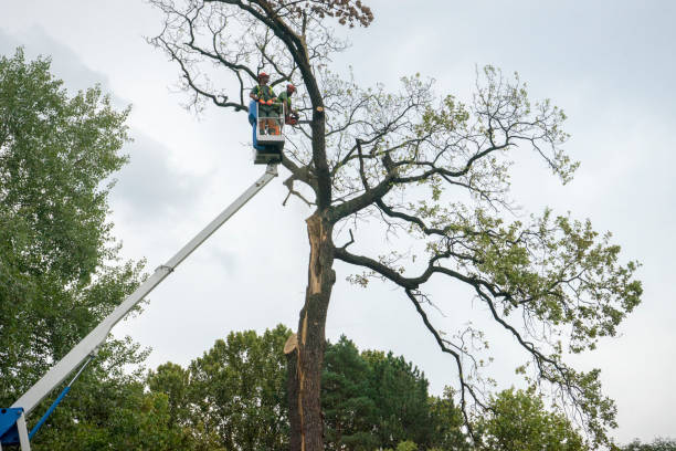 How Our Tree Care Process Works  in  Berlin, MD